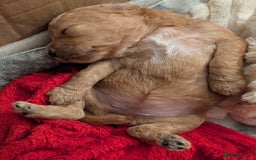 Cockapoo dogs for sale: Beautiful f1b cockerpoos  - Image 3
