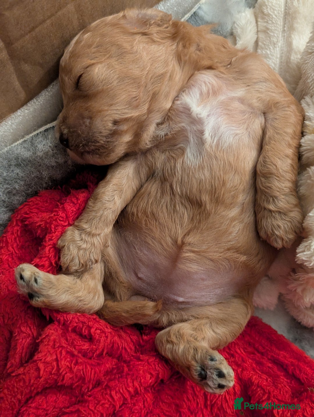 Cockapoo dogs for sale: Beautiful f1b cockerpoos  - Image 3