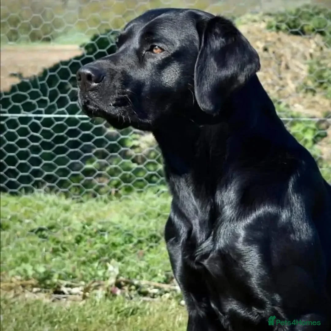 Labrador Retriever dogs for sale: Traditional Stocky Labrador Puppies due 2nd March - Advert 5