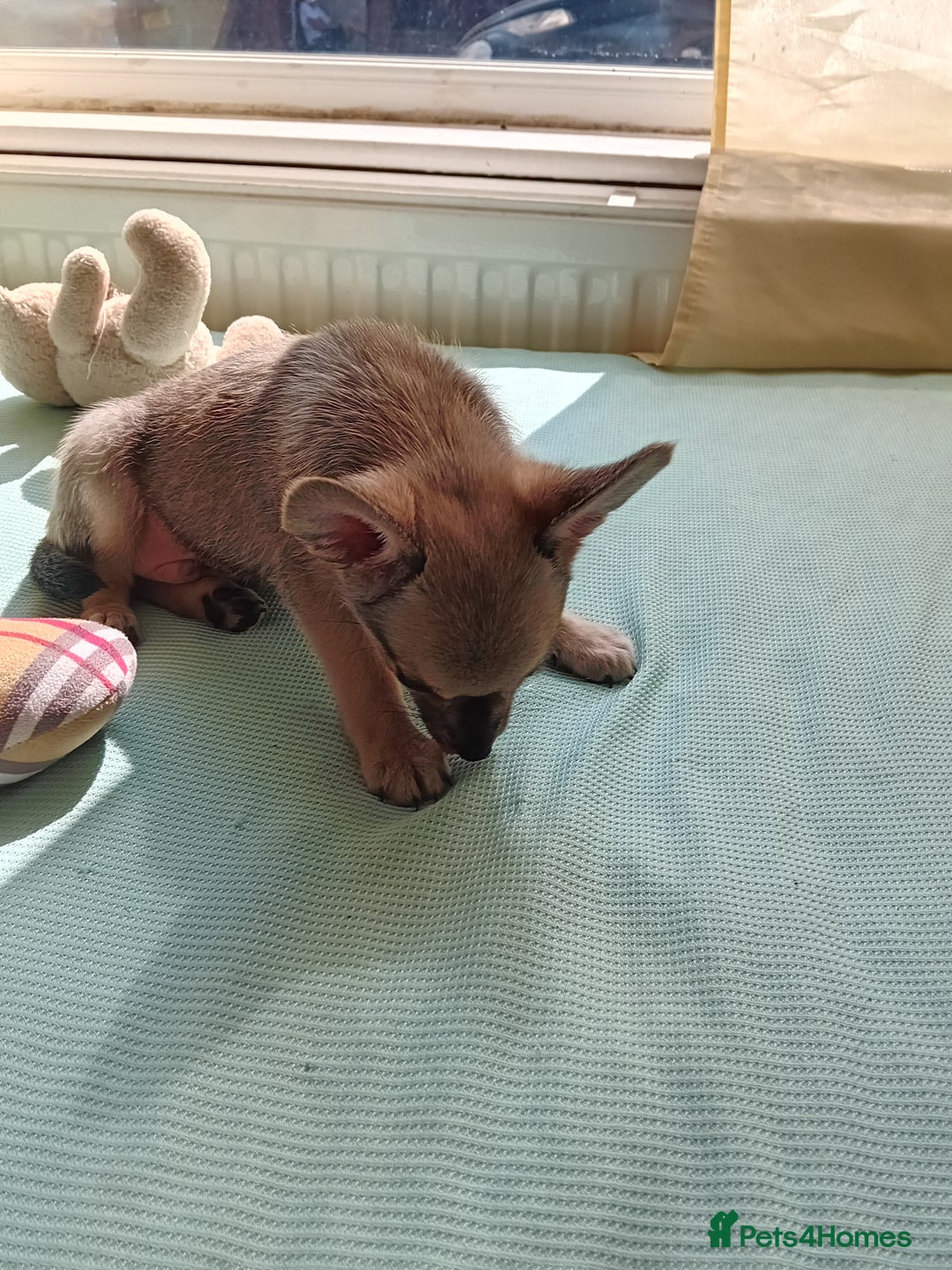 Miniature Pinscher dogs for sale: Mini pinscher for sele  - Image 20