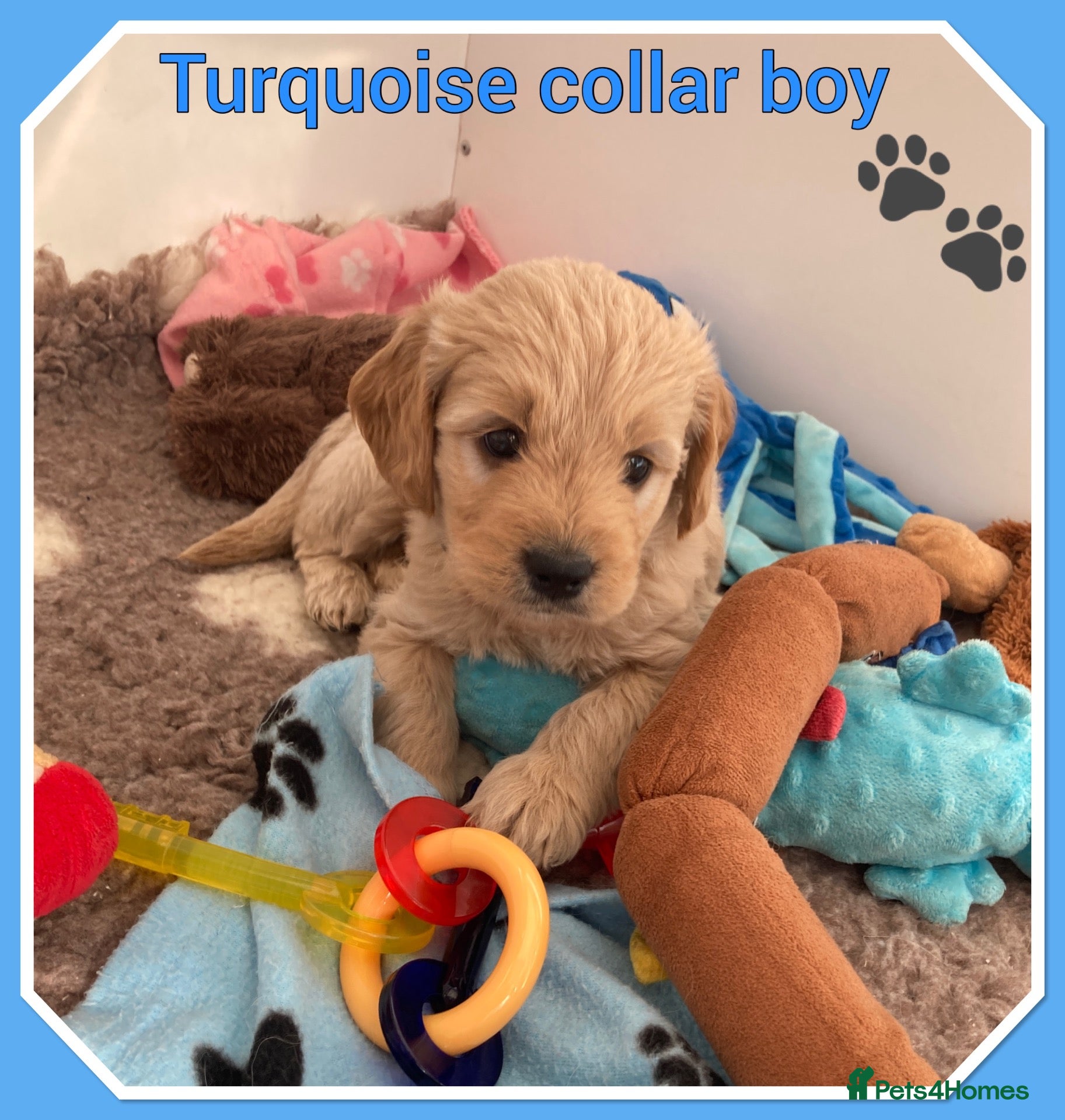 Mini Goldendoodle dogs 🐶 STUNNING F1 MINIATURE GOLDENDOODLES 🐶 - Advert 4