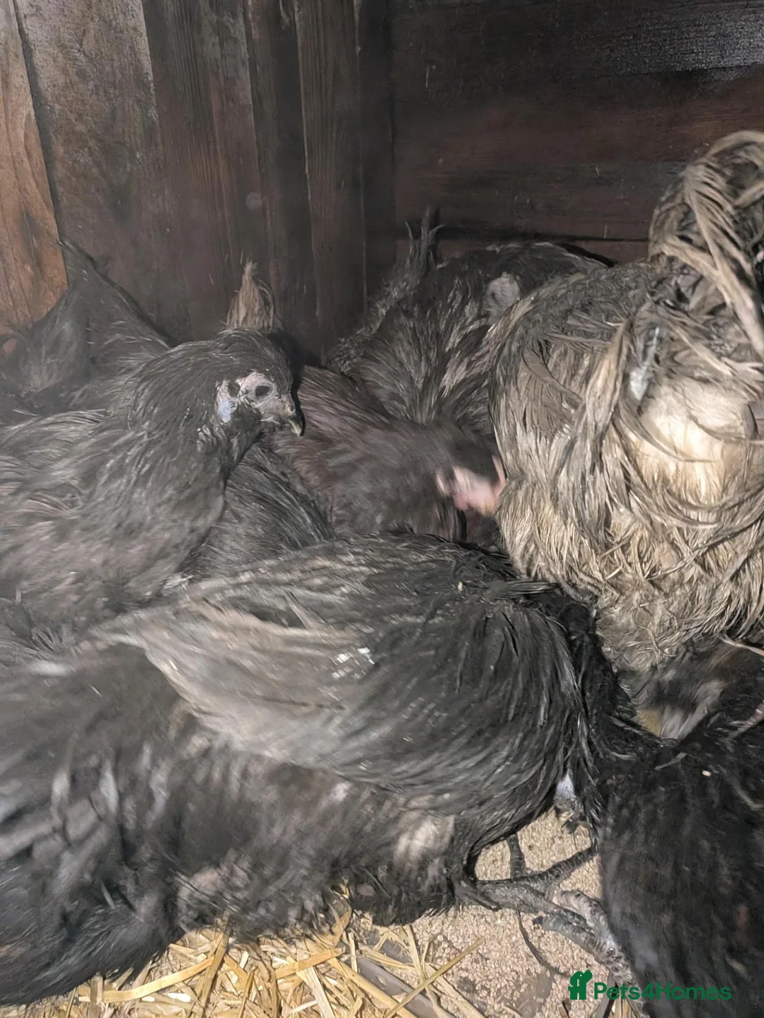 Chickens poultry for sale: Mixed silkie chicks - Advert 4