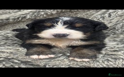Bernese Mountain Dog dogs for sale: Bernese mountain dog puppies - Image 7