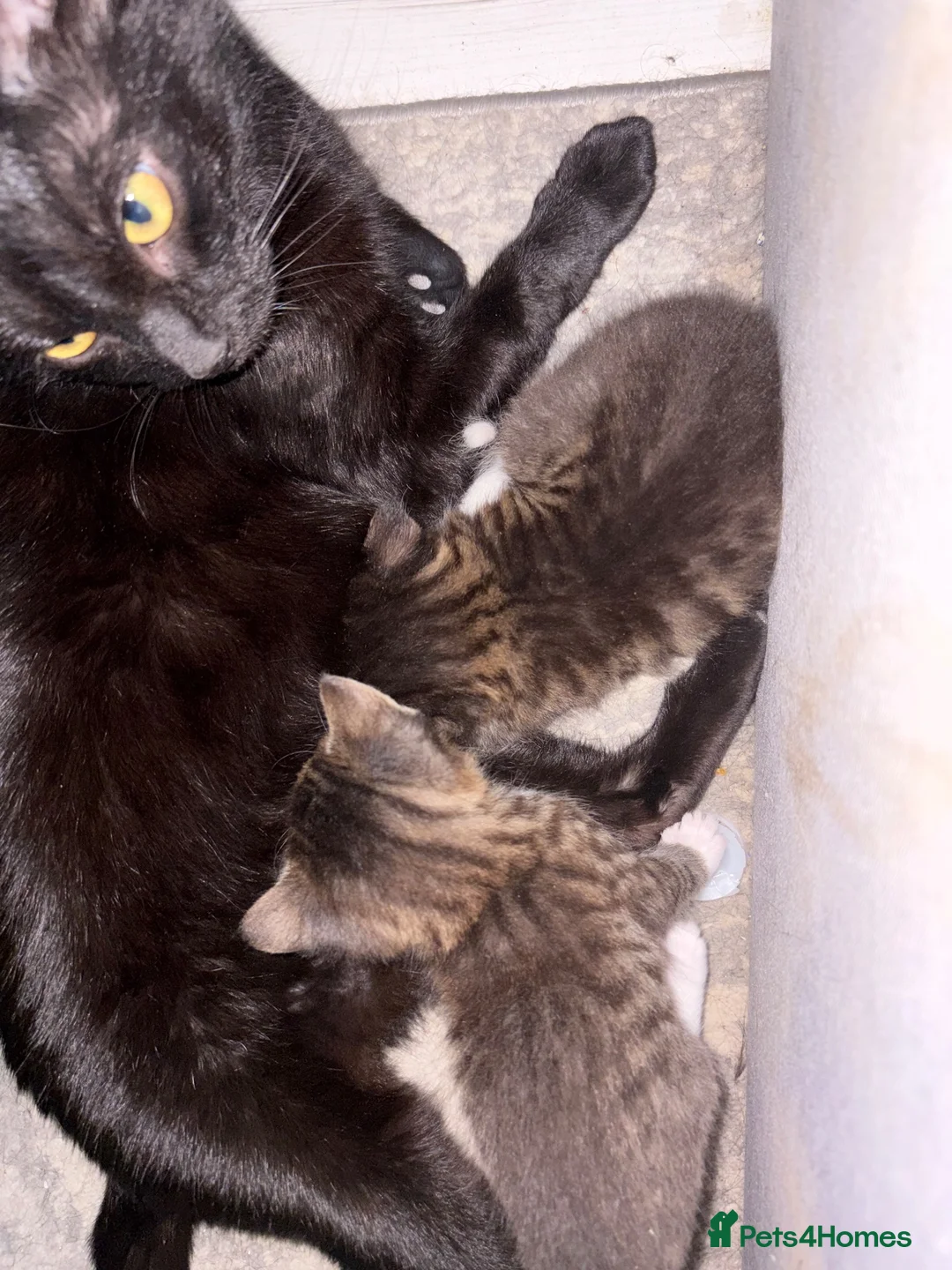 Mixed Breed cats for sale: Bengal x  - Advert 7
