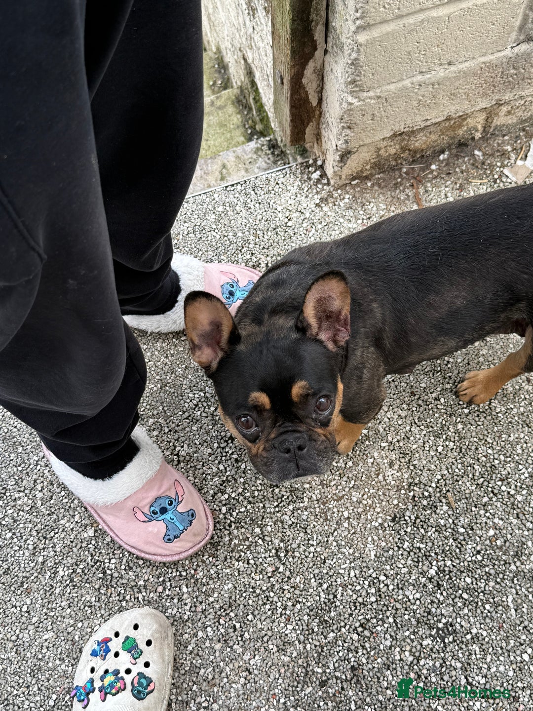 French Bulldog dogs for sale: Black and Tan frenchie  - Image 3