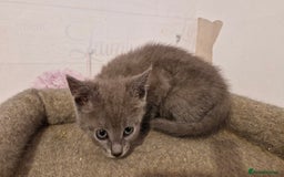 Chartreux cats for sale: Chartreux sisters  - Image 10