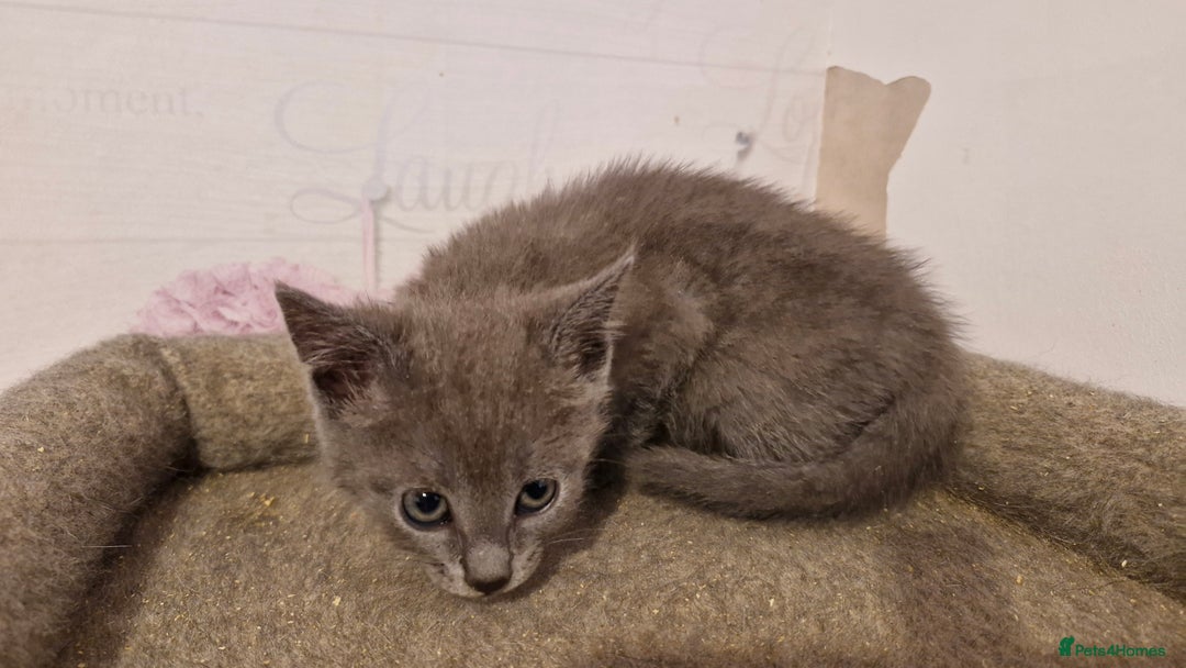 Chartreux cats for sale: Chartreux sisters  - Image 10