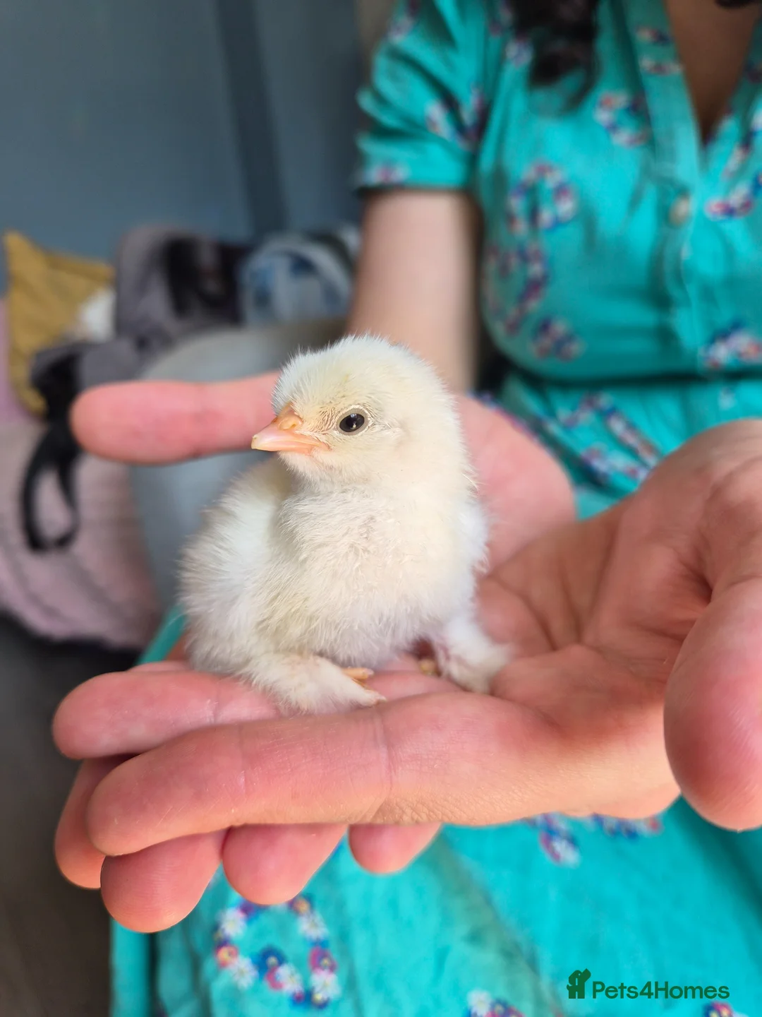 Chickens poultry for sale: 7 Pekin Bantam Chicks  - Advert 8