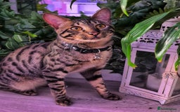 Savannah cats for sale: Savannah Cat Kitten Male - Image 1