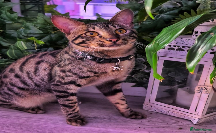 Savannah cats - Advert 1
