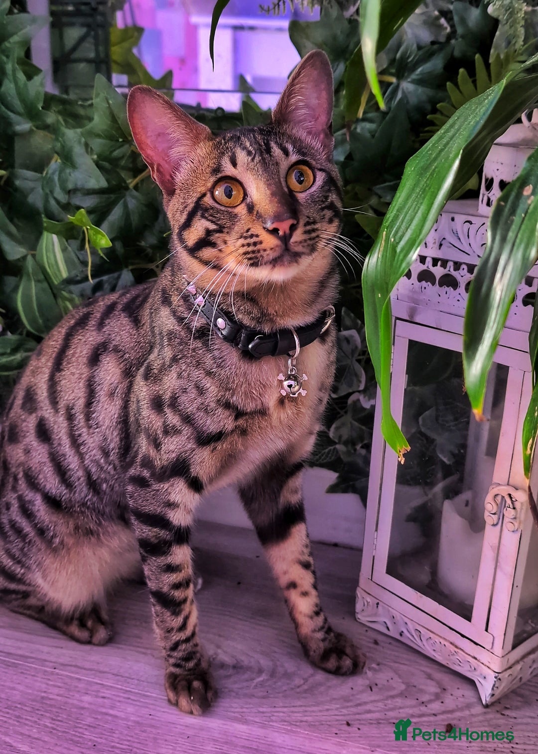 Savannah cats for sale: Savannah Cat Kitten Male - Image 1