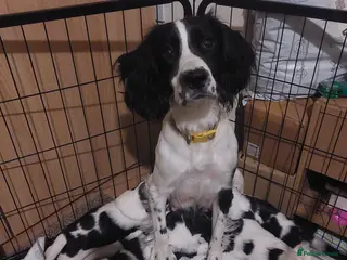 English Springer Spaniel dogs English Springer Spaniel Puppies - Advert 1