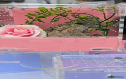 Spiders invertebrates for sale: Beautiful jumping spiders  - Image 14