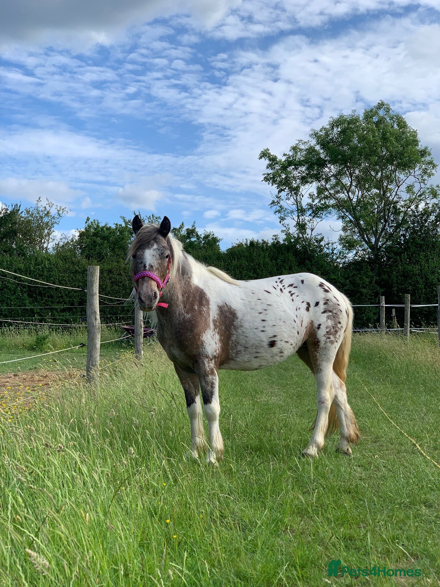 Dartmoor horses Fantastic beautiful Dartmoor pony  - Advert 1