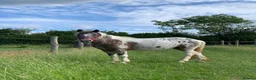 Dartmoor horses for sale: Fantastic beautiful Dartmoor pony  in Herne Bay - Advert 1