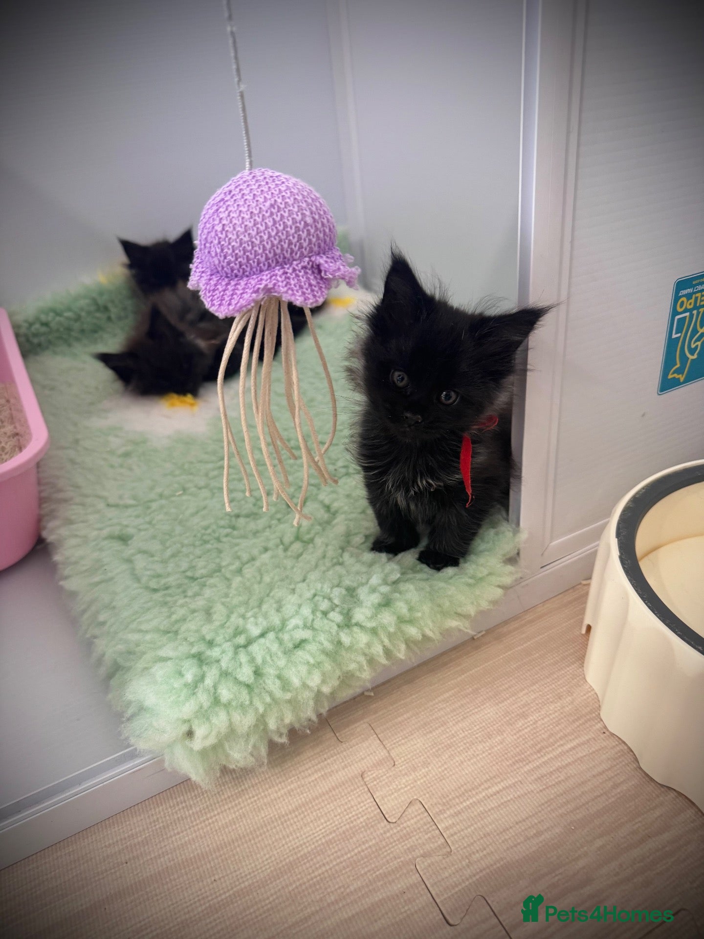 Maine Coon cats **TICA registered Black Maine Coon Kittens** - Advert 16