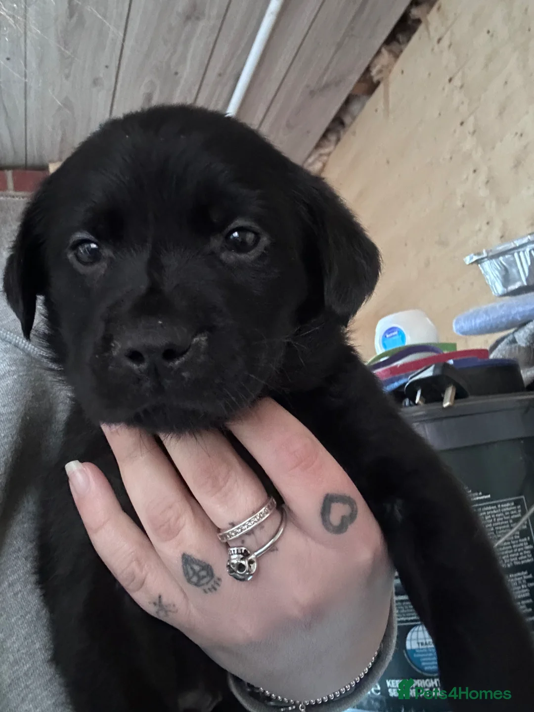 Labrador Retriever dogs for sale: Labrador puppies in Newton Aycliffe - Advert 2