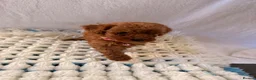Cockapoo dogs for sale: 🐾 Beautiful Cheeky Cockapoos 🐾 - Advert 16