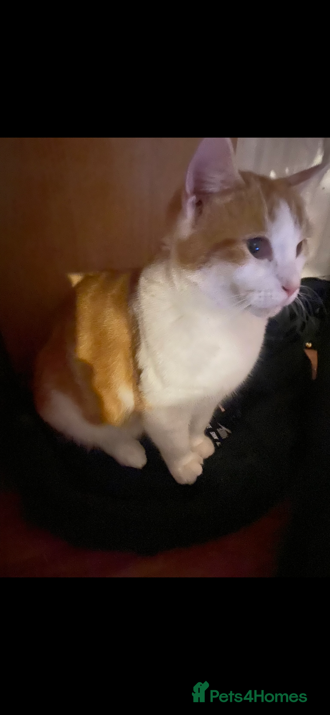 Mixed Breed cats for sale: Beautiful ginger cat looking for a new home  - Advert 1