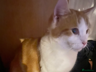 Mixed Breed cats Beautiful ginger cat looking for a new home - Advert 1