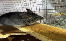 Chinchilla rodents for sale: Chinchillas  - Image 2