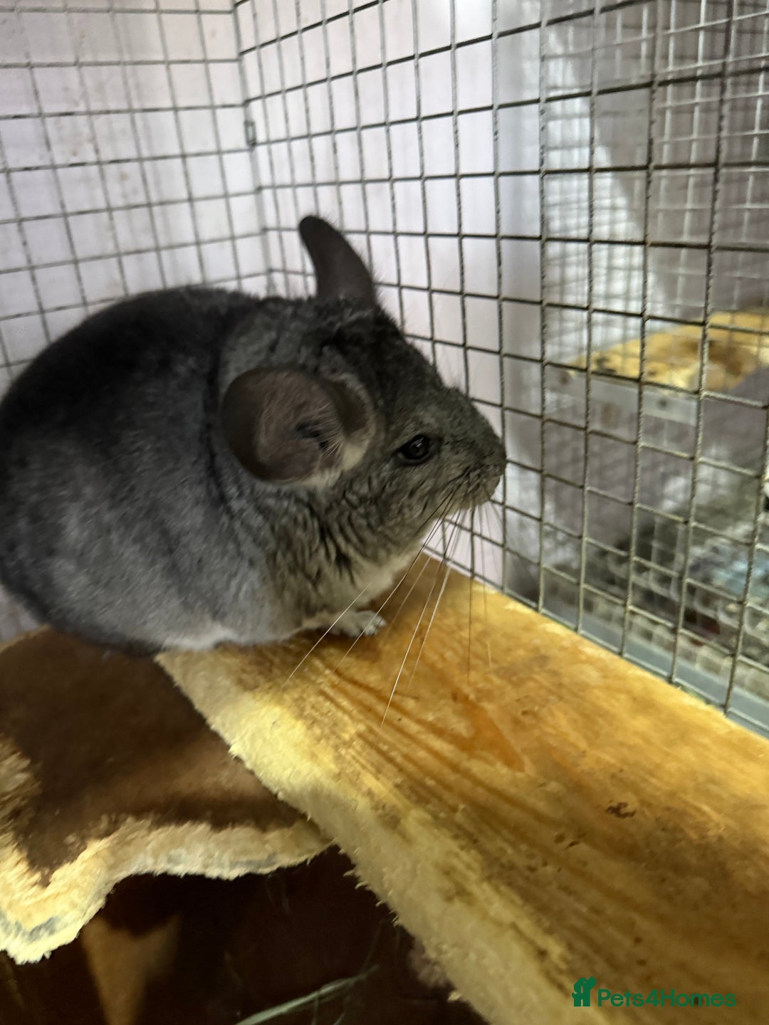 Chinchilla rodents for sale: Chinchillas  - Image 2