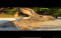 Continental Giant rabbits for sale: ONE female left!! B - Image 5