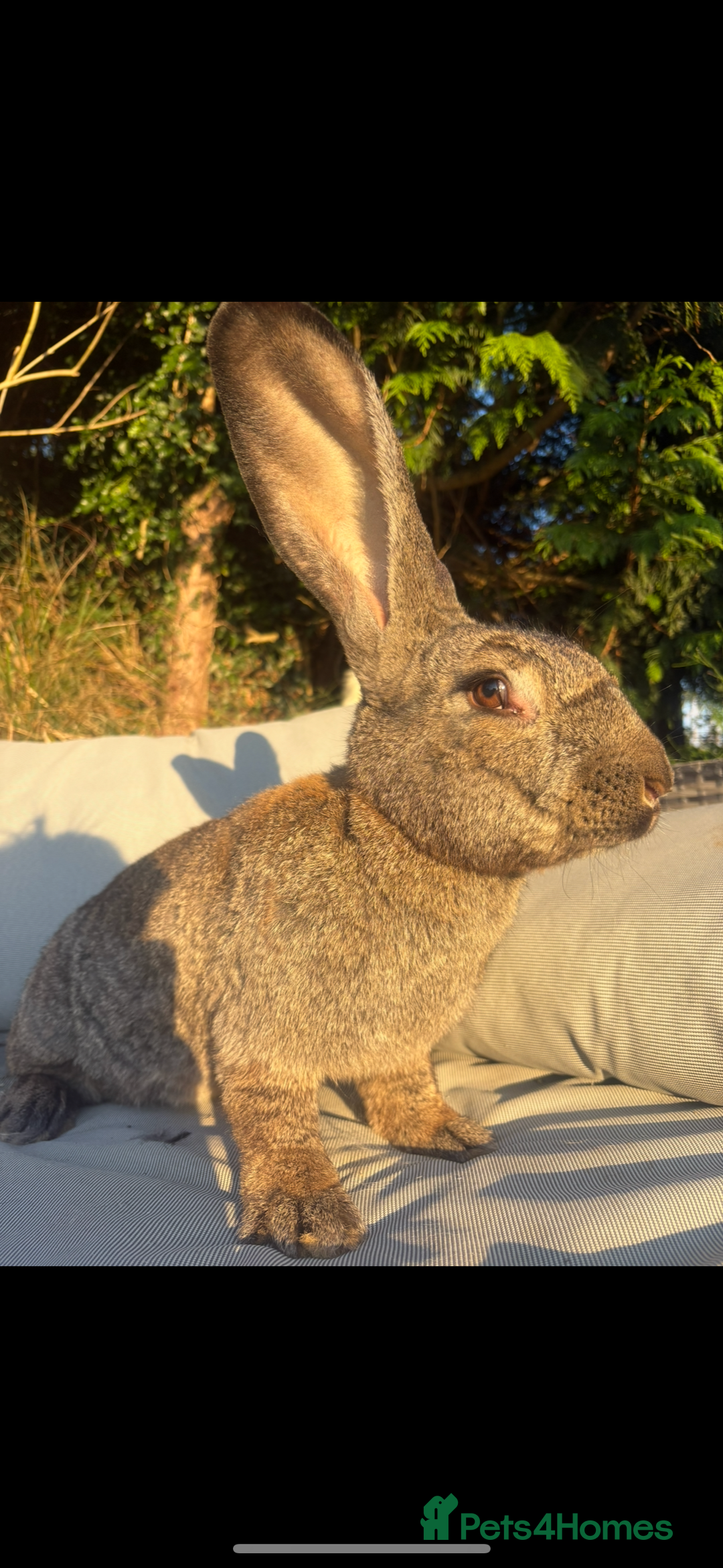 Continental Giant rabbits for sale: ONE female left!! B - Image 5