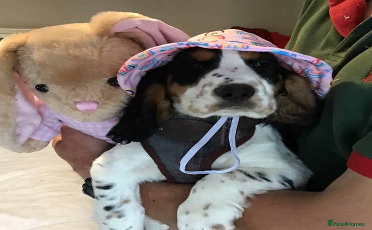 Cocker Spaniel dogs - Advert 7