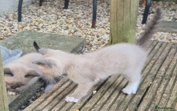 Snowshoe cats for sale: Stunning pedigree Snowshoe kittens  - Image 15