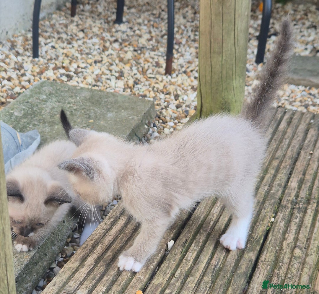 Snowshoe cats for sale: Stunning pedigree Snowshoe kittens  - Image 15