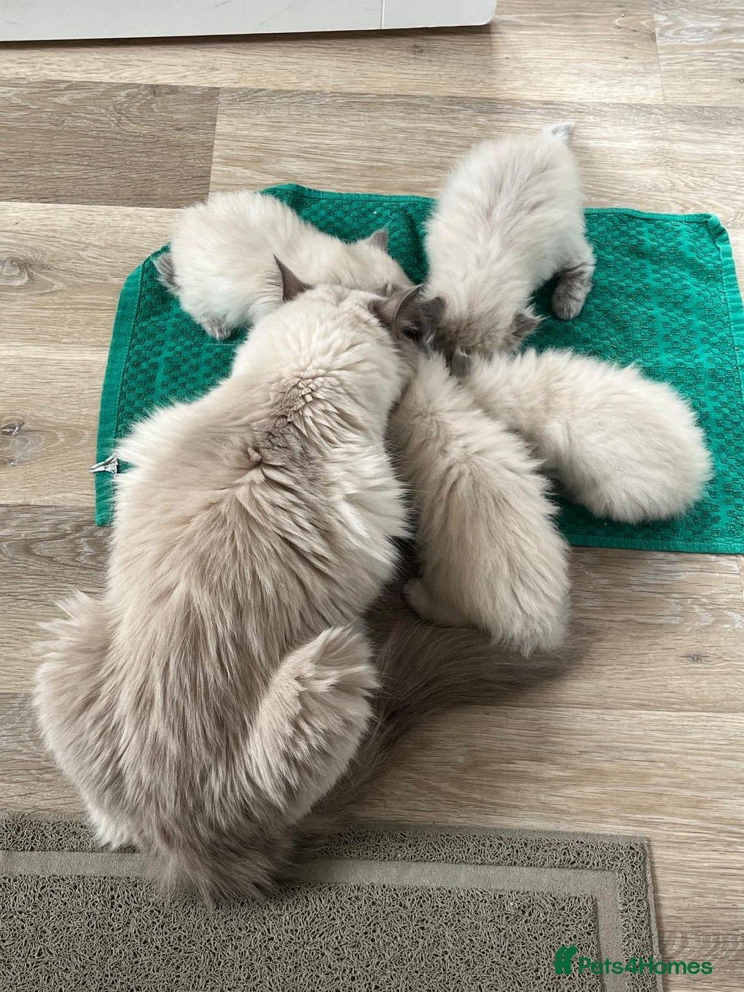 Ragdoll cats for sale: 2 Adorable Bluepoint boy Kittens left!  - Image 22