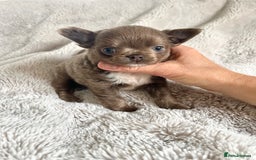 Chihuahua dogs for sale: Stunning Lilac  long coat chihuahua boy KC REG - Image 3