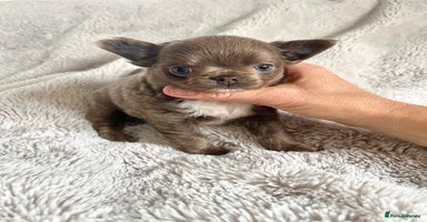 Chihuahua dogs - Advert 5