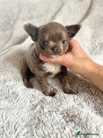 Chihuahua dogs - Advert 5