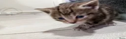 Mixed Breed cats for sale: BEAUTIFUL TORTISHELL KITTEN AND MORE - Advert 11