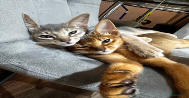 Somali cats 🥰Somali kittens 2 still available ❤️ - Advert 9