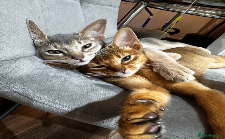 Somali cats - Advert 2