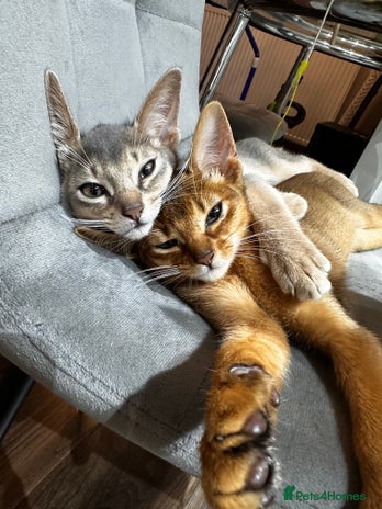 Somali cats - Advert 2