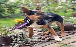 Mixed Breed dogs for adoption: 💙🐶 CONNOR 🐶💙 - Image 14