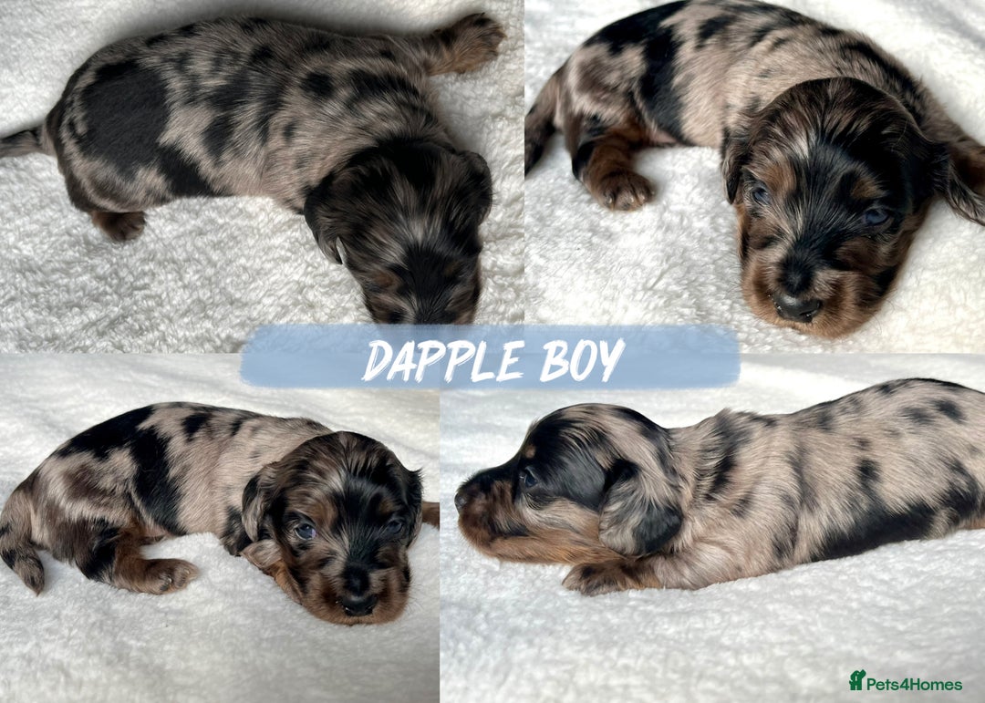 Miniature Dachshund dogs for sale: KC Long Hair Mini Dachshunds  - Advert 4