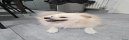 Pomeranian dogs for sale: Fluffy Pedigree Pomerainam Rehome - Advert 2