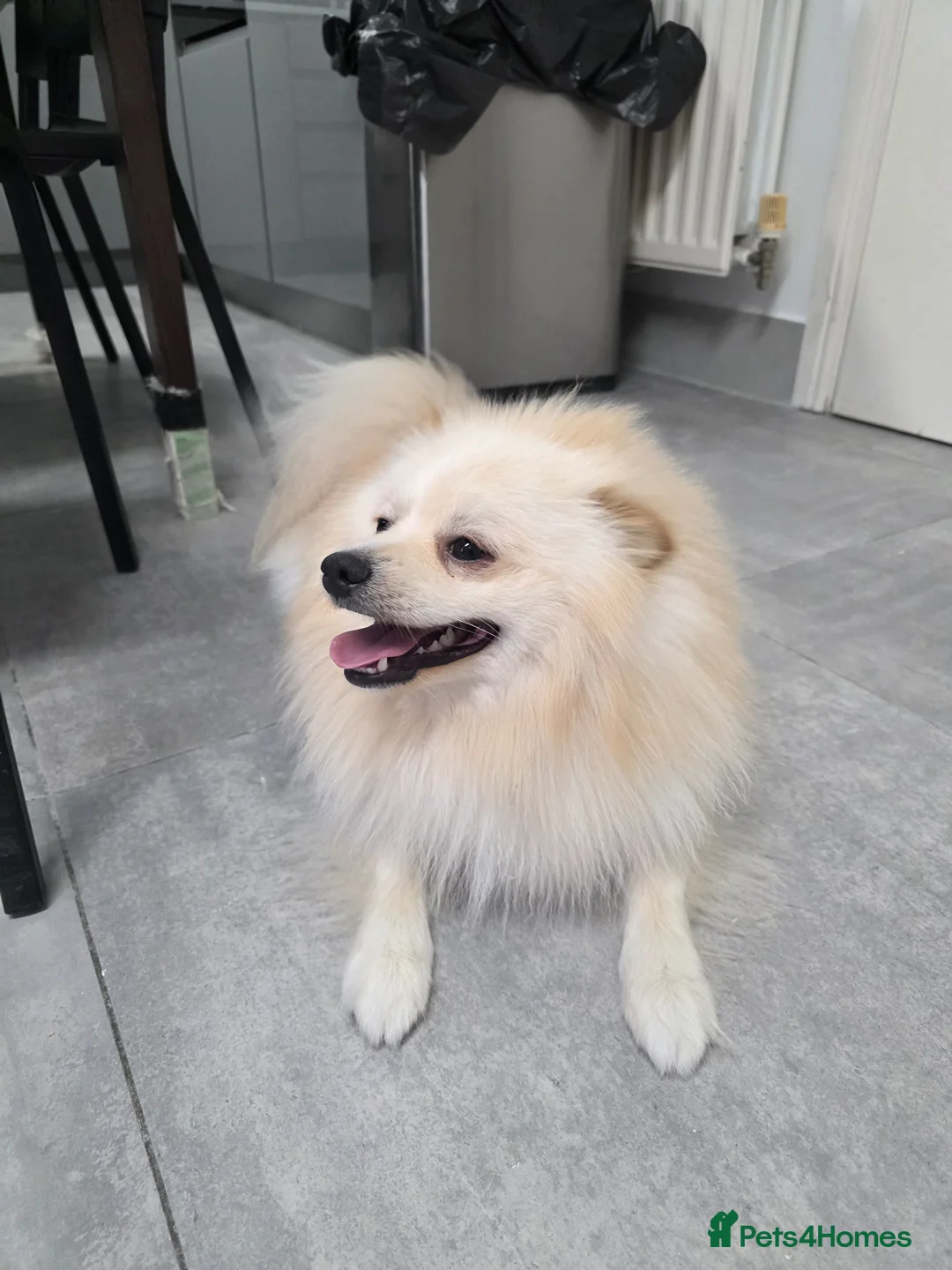 Pomeranian dogs for sale: Fluffy Pedigree Pomerainam Rehome - Advert 2