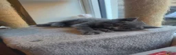 British Shorthair cats for sale: Blue British Shorthair  - Advert 19