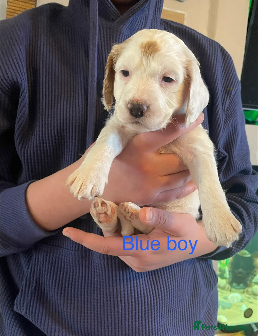 Cockapoo dogs for sale: Cocker spaniel x F1B cockapoo - Advert 8