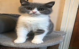 British Shorthair cats for sale: GCCF Bicolour Girls Ready NOW - Image 4