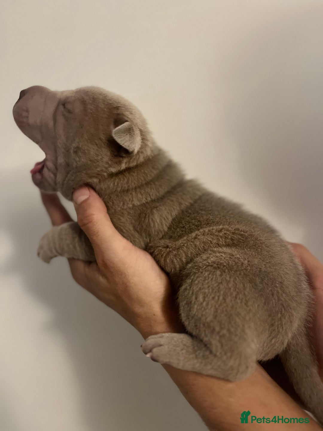 Shar Pei dogs for sale: Shar-pei Puppies - Advert 7