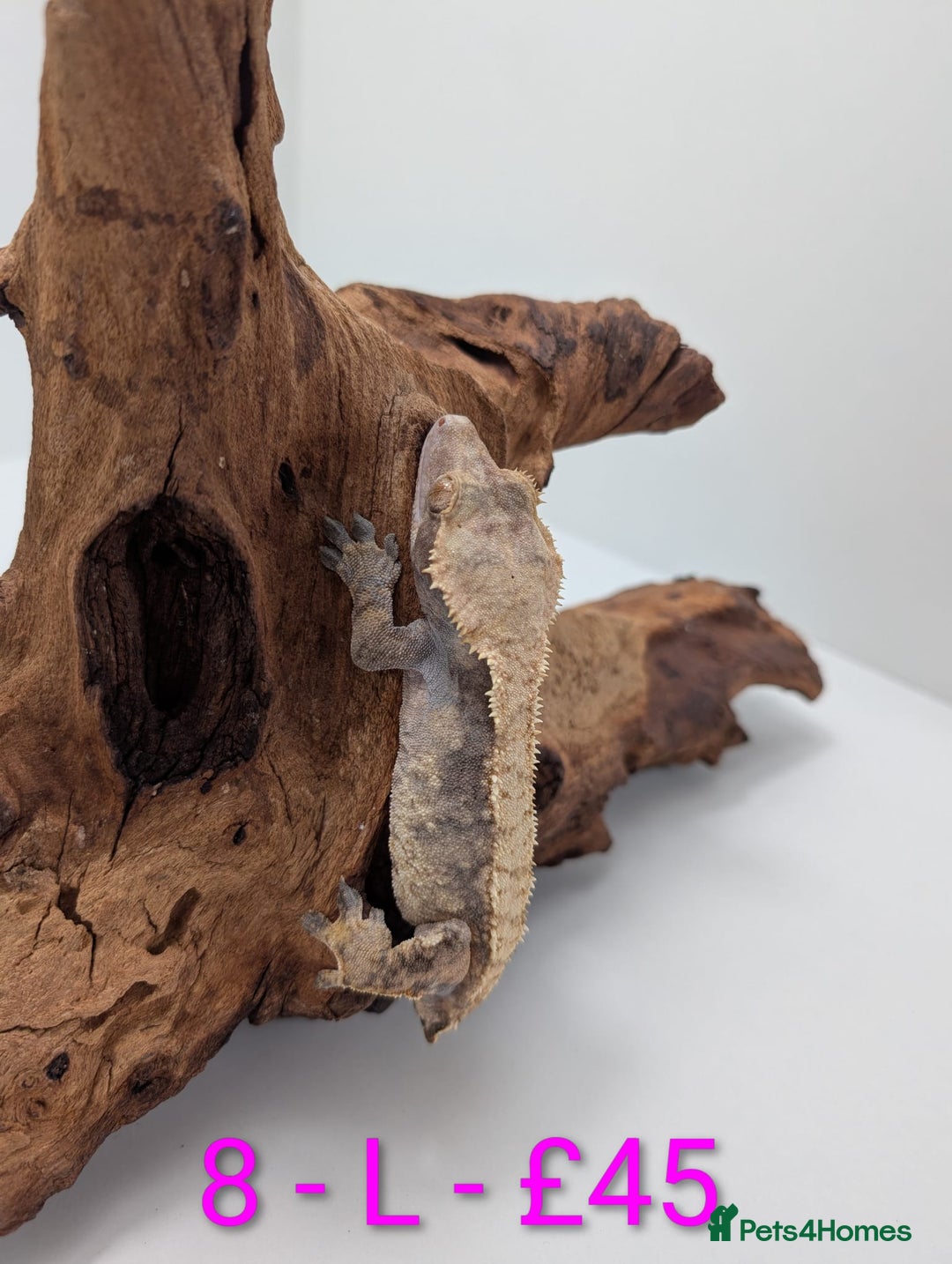 Gecko reptiles for sale: Adult Crested Geckos - Advert 8