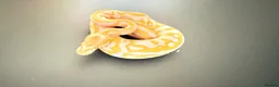 Python Snake reptiles for sale: 1.0 Leo Candy 66% het Pied  - Advert 9