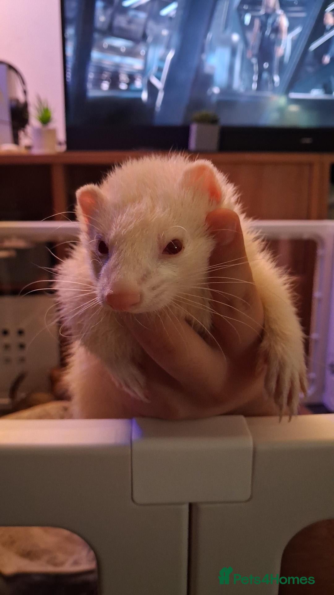 Ferret rodents for sale: 3 ferrets for rehome - Advert 14